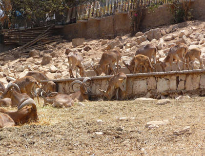 La Vallée des Oiseaux d'Agadir, Agadir
