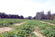 Plan Vert provincial pour redynamiser le secteur agricole, Abdelali khallad, Libération