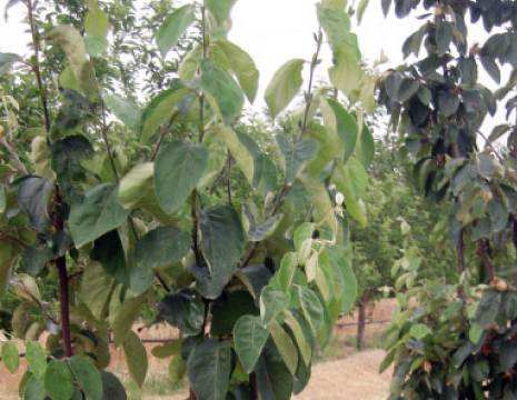 Sensibilizzazione all'arboricoltura da frutto, Afaf Razouki, Le Matin