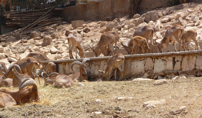 Agadir > La Vallée des Oiseaux d'Agadir
