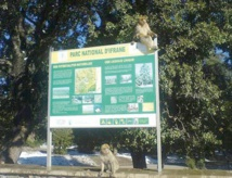 Des élèves en chasse au trésor au Parc national d'Ifrane