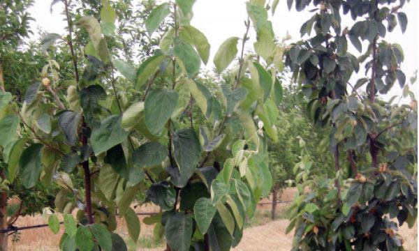 Sensibilizzazione all'arboricoltura da frutto
